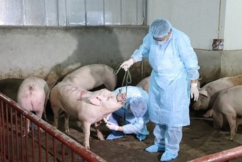 Công điện về triển khai quyết liệt, đồng bộ các giải pháp phòng, chống bệnh Dịch tả lợn Châu Phi