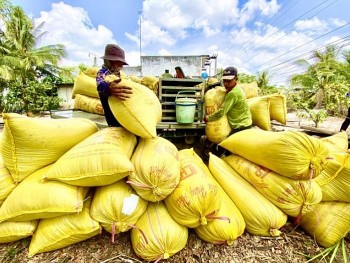 Nguồn lúa Thu Đông còn ít, doanh nghiệp khó mua