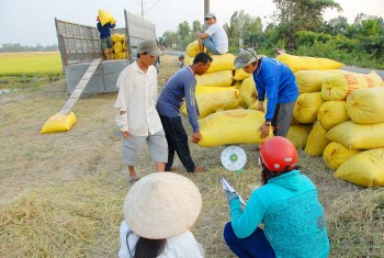 Giá lúa gạo hôm nay ngày 21/12: Giá gạo chợ được điều chỉnh tăng