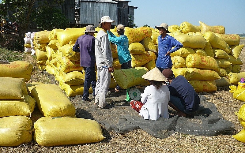 Nông dân chào lúa Thu Đông giá cao, giao dịch cầm chừng