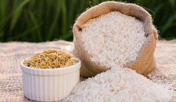 Giá lúa gạo hôm nay ngày 26/12: Đồng loạt đi ngang, nhu cầu cọc lúa tăng cao