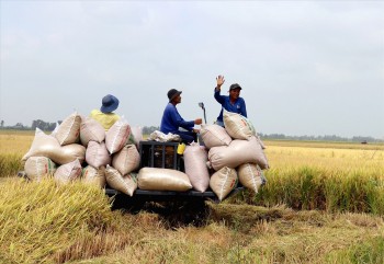 Giá lúa gạo hôm nay ngày 30/12: Giao dịch ổn định ngày cuối năm