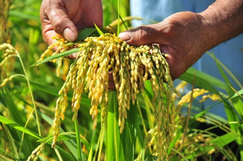 Ngành lúa gạo Việt bội thu trong năm 2023