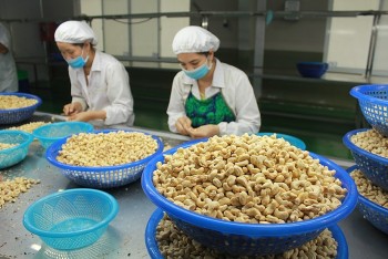 Xuất khẩu điều thu về 3,64 tỷ USD, lộ diện 10 thị trường mua hạt điều lớn nhất của Việt Nam