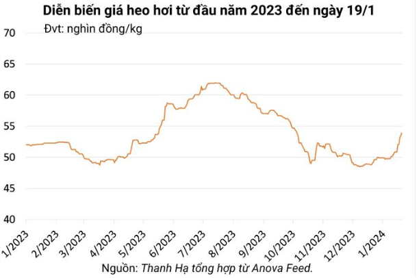 Giá heo hơi hôm nay 20/1/2024: Tiến sát mốc 60.000 đồng/kg