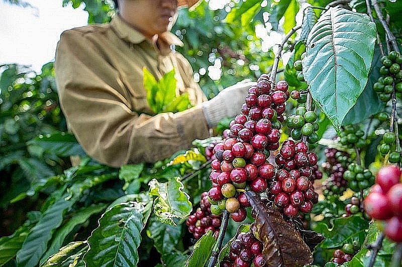 Giá cao, nông dân trồng cà phê ăn Tết to