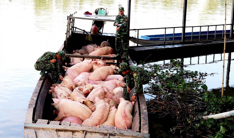 Lực lượng bộ đội biên phòng bắt giữ số lượng lớn heo nhập lậu từ Campuchia về Việt Nam tiêu thụ.