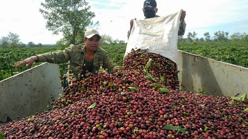 Vì sao giá cà phê vượt 80.000 đồng/kg ngay trong thời điểm thu hoạch?