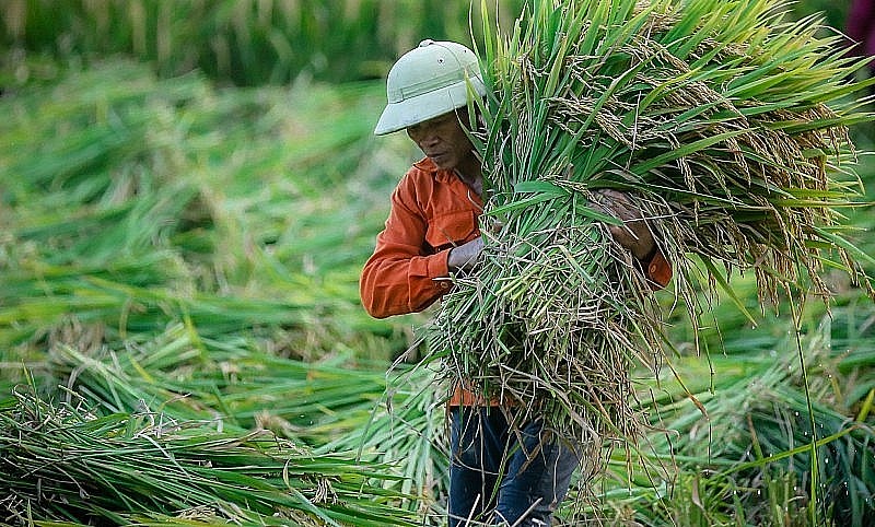 Sản lượng gạo của do ảnh hưởng của hạn hán năm ngoái.
