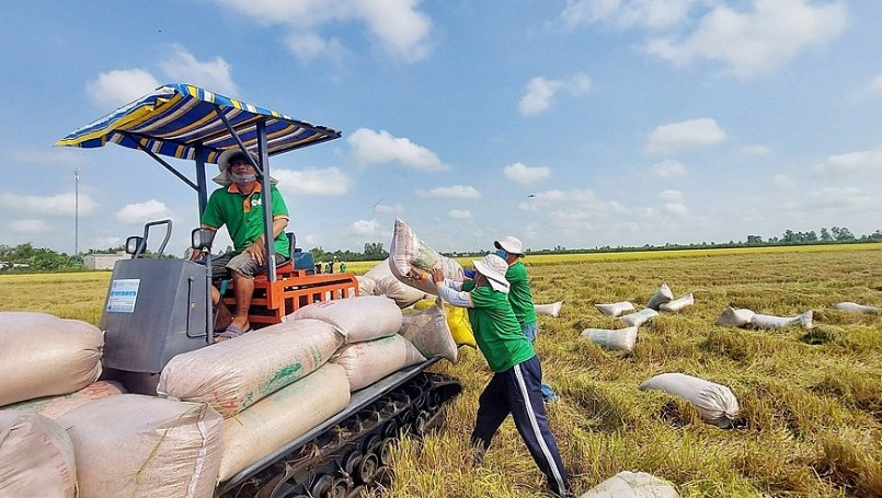 nhu cầu thu mua gạo tăng đột biến của Indonesia là cơ hội rất tốt cho các doanh nghiệp xuất khẩu gạo của Việt Nam