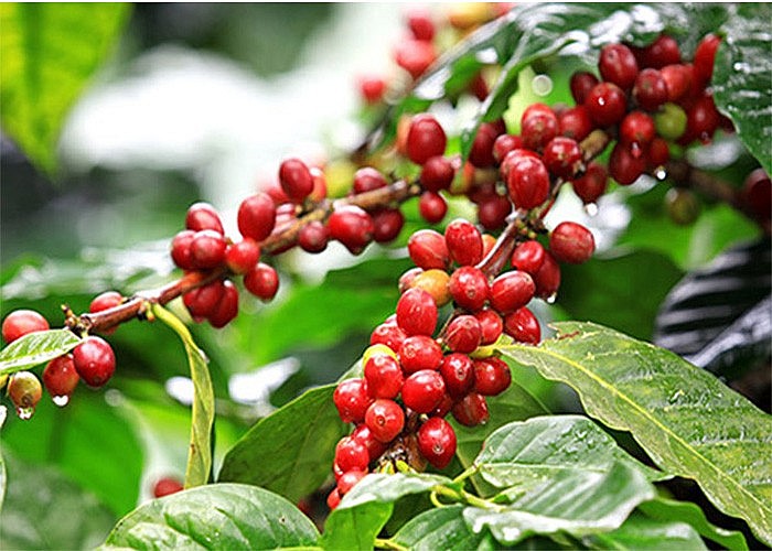 Giá nông sản hôm nay 6/3: Giá tiêu cao nhất ở mức 96.000 đồng/kg, cà phê giao dịch ổn định
