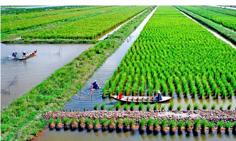 Luân canh lúa-tôm tại huyện Thới Bình (tỉnh Cà Mau) được xem là mô hình sản xuất thuận thiên, đang được phát triển nhiều nơi trong khu vực đồng bằng sông Cửu Long. (Ảnh: Ban tổ chức cung cấp).