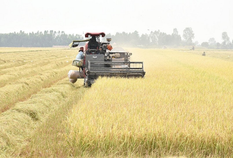 Hầu hết diện tích lúa Đông Xuân 2023-2024 tham gia đề án đều đã thu hoạch và đạt năng suất cao.