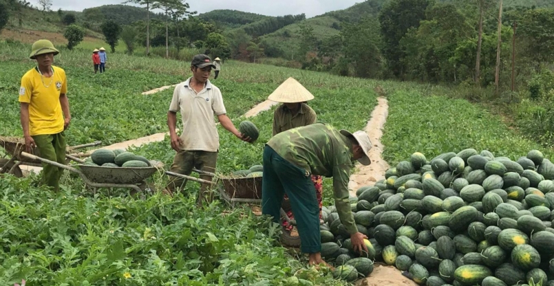 Nông dân thu hoạch dưa hấu (Nguồn: Vietnam+).