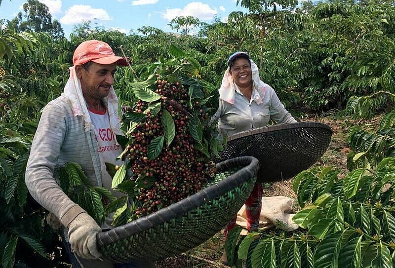 Nông dân thu hoạch cà phê robusta ở Sao Gabriel da Palha, bang Espirito Santo, Brazil. Ảnh: Reuters