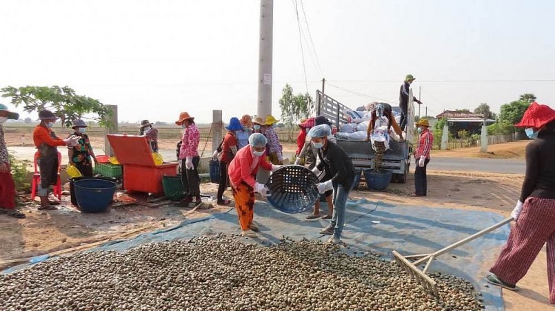 Doanh nghiệp nhập khẩu điều thô Việt Nam lao đao thì thiếu nguyên liệu. 