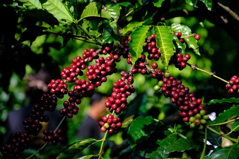 sản lượng cà phê năm nay của Việt Nam có thể chỉ đạt 24 triệu bao