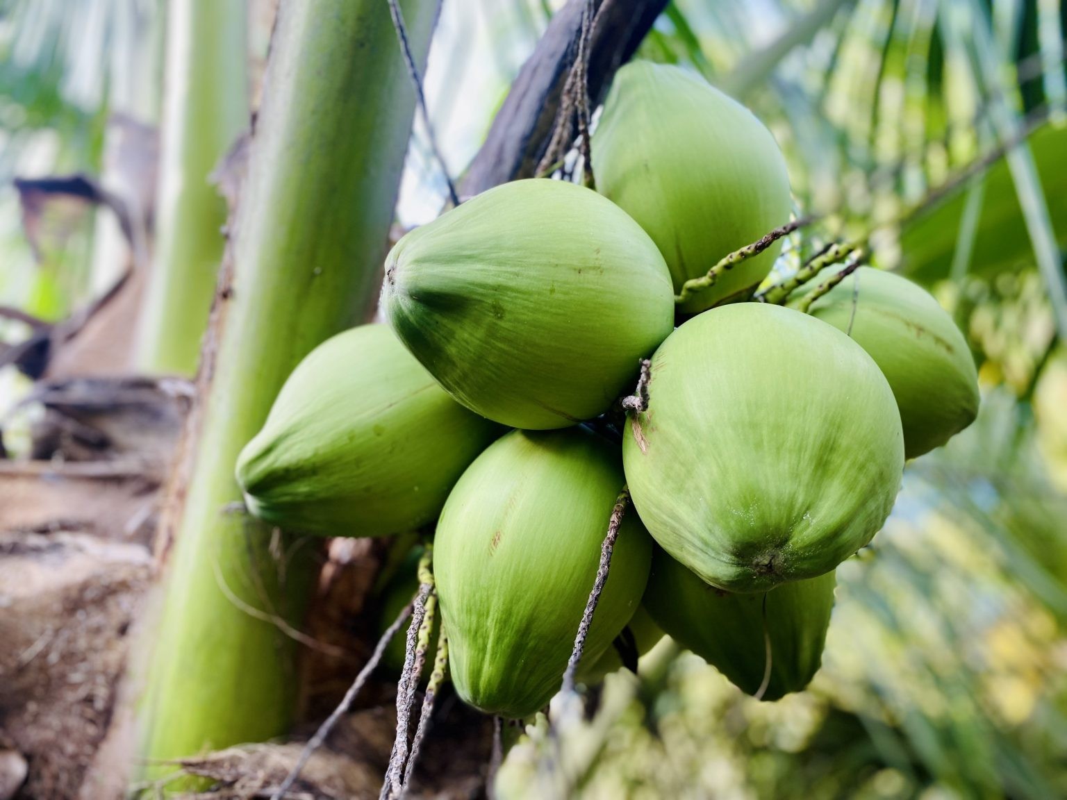 Việc ký Nghị định thư xuất khẩu dừa chính ngạch sang Trung Quốc giúp xuất khẩu dừa có cơ hội vượt mốc tỷ USD trong thời gian tới.