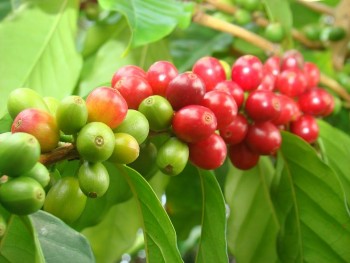 Chuyên gia: Giá cà phê neo cao nhưng nông dân tích trữ cà phê cần cẩn trọng