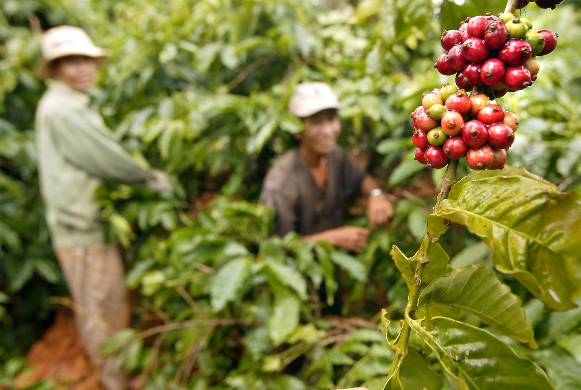 Giá cà phê hôm nay tại khu vực Tây Nguyên tiếp tục giảm thêm 2.000 đồng/kg 