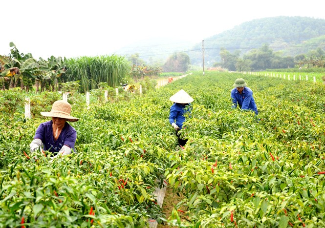 Nông dân thu hoạch ớt.