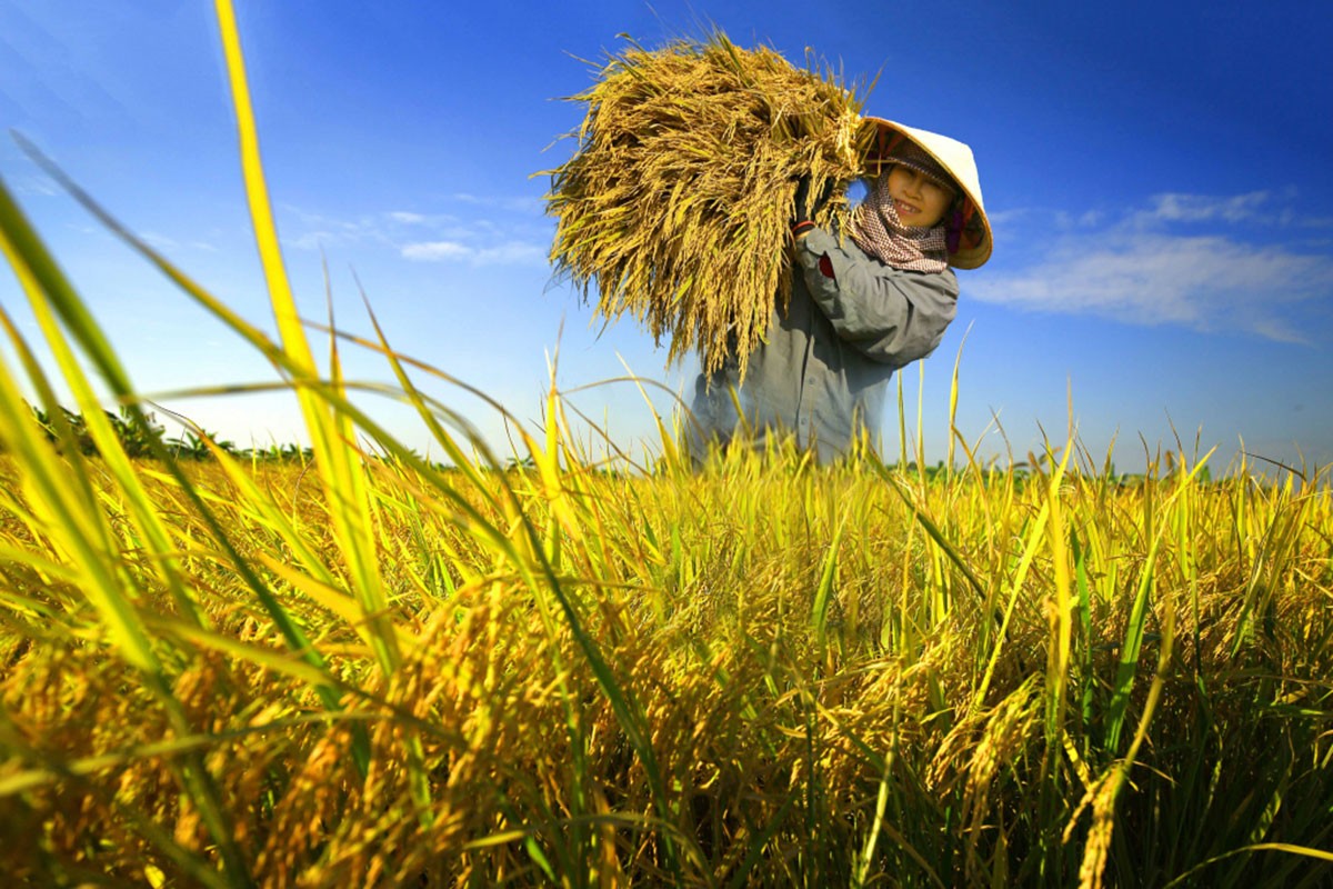 Hiện tại nguồn cung gạo Việt Nam không còn nhiều do vụ Hè Thu sắp kết thúc.