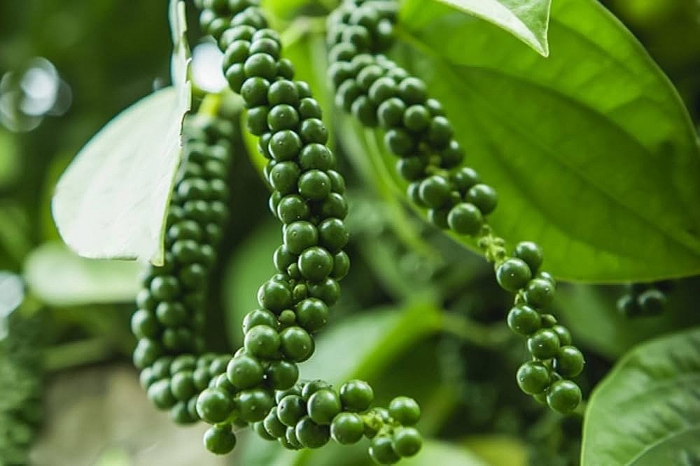 Giá tiêu liên tục tăng do nhu cầu thị trường vẫn ở mức cao