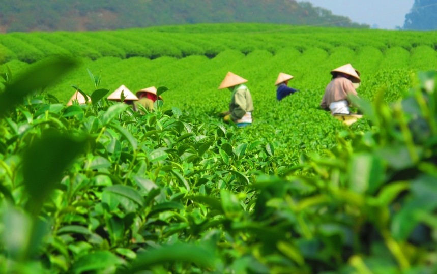 Tại sao xuất khẩu chè vẫn “lận đận” so với loại đồ uống khác?