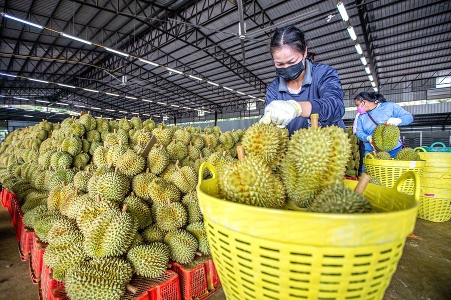 Rau củ quả Việt Nam có nhiều dư địa tại thị trường Trung Quốc.