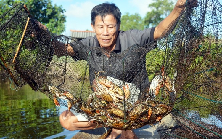 Cua Cà Mau là mặt hàng thuỷ sản được nhiều nhà nhập khẩu quốc tế và trong nước ưa chuộng. 