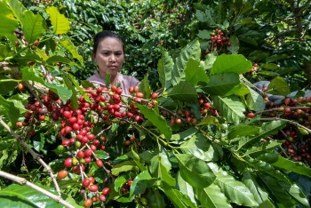 Giá cà phê đang trong trạng thái giằng co