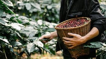 Giá cà phê trong nước tăng gần 50.000 đồng/kg trong năm 2024