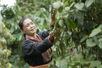 Giá tiêu vượt 150.00 đồng/kg bất chấp thị trường trầm lắng