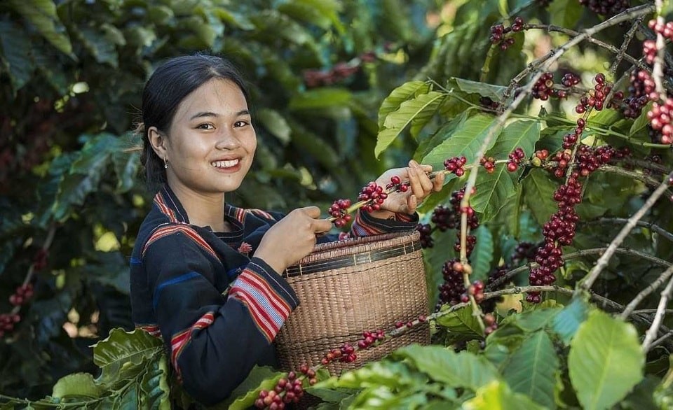 Thị trường cà phê trong nước tăng so với ngày hôm qua