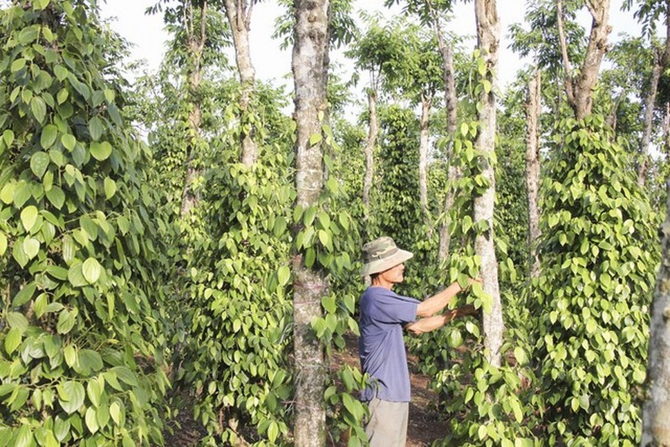 Giá hồ tiêu giảm phiên thứ 3 liên tiếp, Mỹ vẫn dẫn đầu nhập khẩu