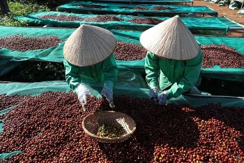 Giá cà phê tăng nhẹ tại Tây Nguyên, thị trường thế giới biến động trái chiều