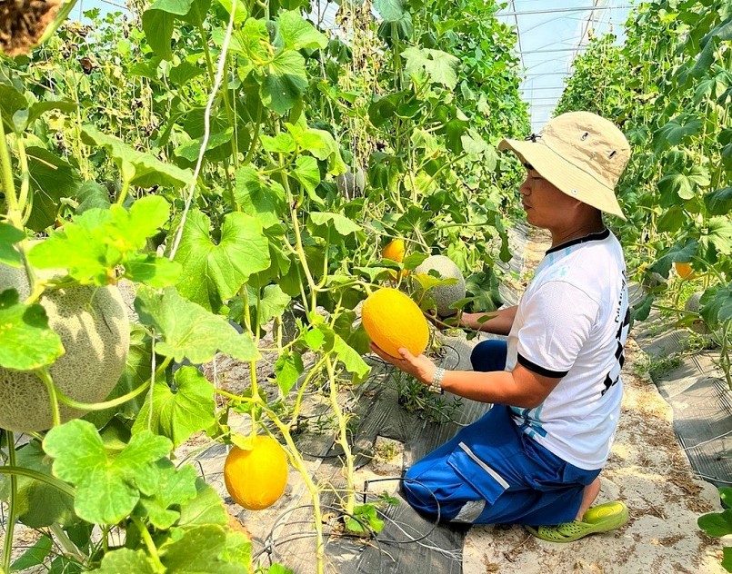 Sản phẩm dưa lưới của HTX nông nghiệp công nghệ cao Thiện An.