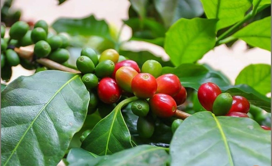 Giá cà phê Robusta tiếp tục giảm mạnh, thị trường nội địa theo đà lao dốc