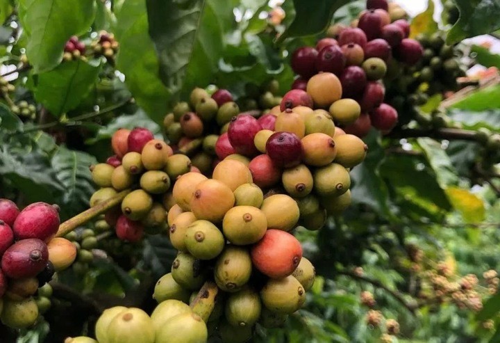 Giá cà phê phục hồi trên sàn quốc tế, giảm mạnh trong nước