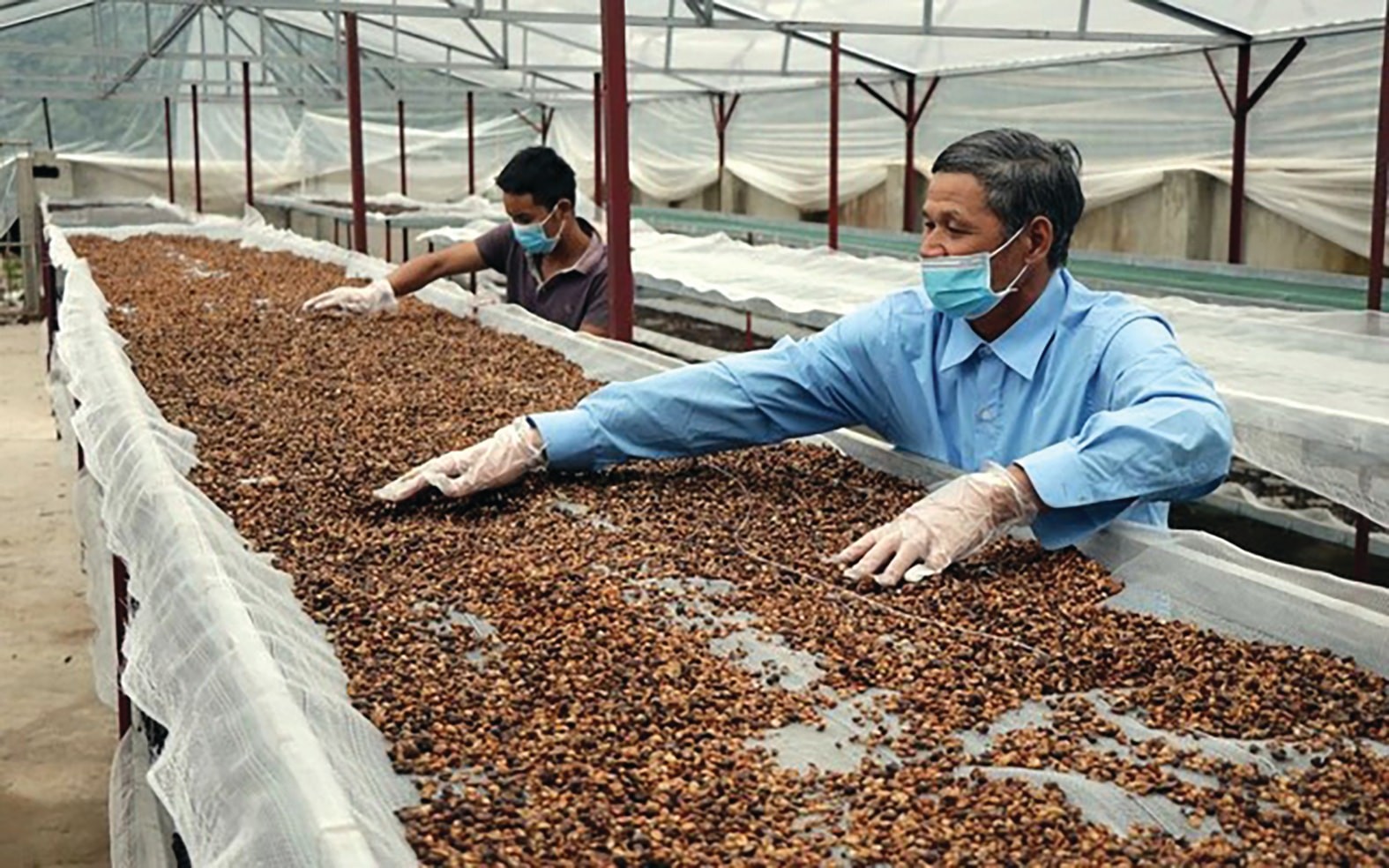 Giá cà phê giảm mạnh do áp lực nguồn cung từ Brazil và Việt Nam