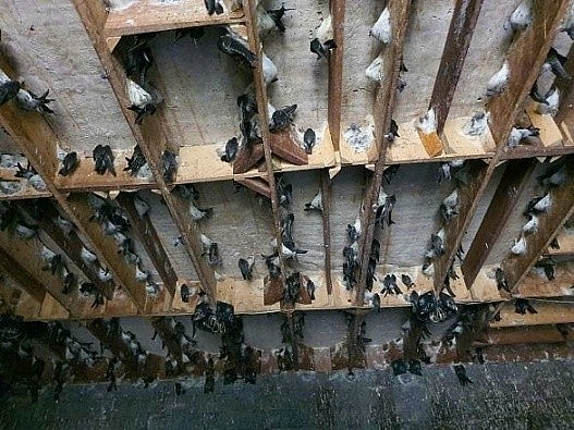 Tây Ninh chuẩn hóa điều kiện nuôi yến, mở rộng cánh cửa xuất khẩu sang Trung Quốc