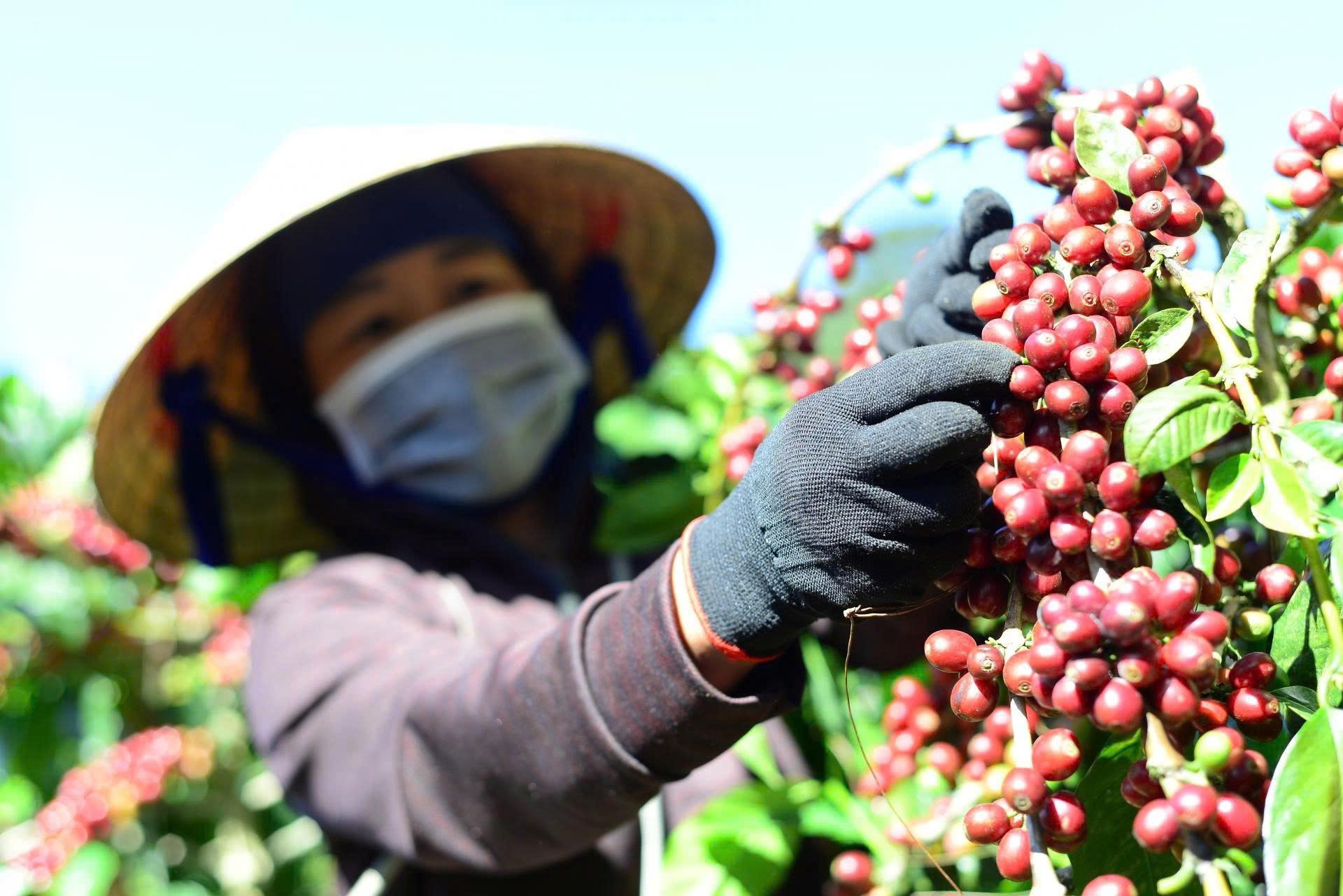 Giá cà phê trong nước “trượt dốc” theo đà giảm toàn cầu