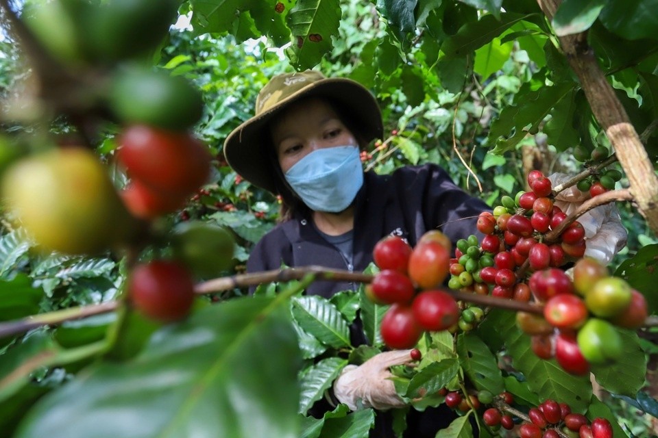 Giá cà phê “lao dốc”, nông dân vẫn chưa vội bán