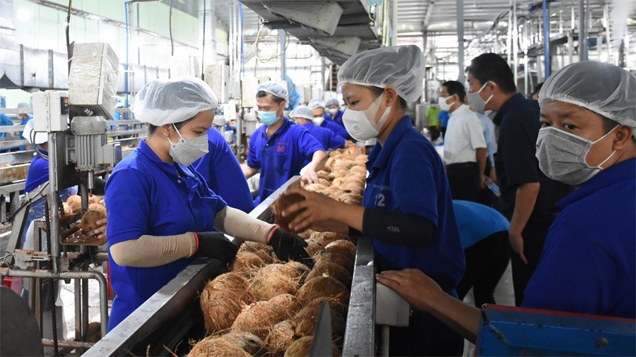 Ngành dừa tỷ đô và nghịch lý nhập khẩu