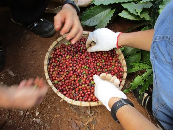 Giá cà phê trong nước tiến sát 96.000 đồng/kg