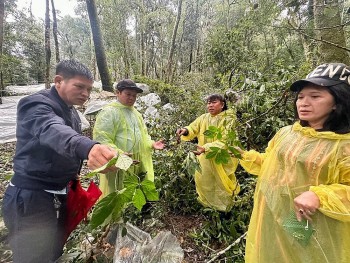 Gần 26.500 gốc sâm Ngọc Linh hư hại, thiệt hại 12 tỉ đồng