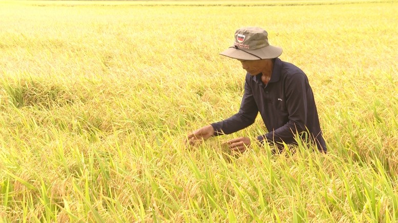 Giao dịch gạo Việt diễn biến thế nào khi Philippines ngưng nhập?