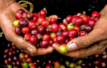 Giá cà phê hôm nay 15/9: Thị trường nội địa vững vàng trên 120.000 đồng/kg, thế giới chờ đợi tín hiệu mới