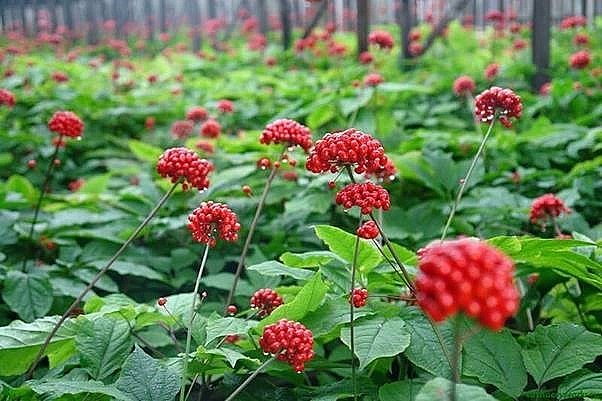 Dược liệu quý vùng dân tộc thiểu số: Tiềm năng và cơ hội kinh tế