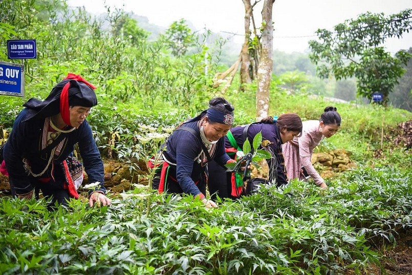 Dược liệu quý vùng dân tộc thiểu số: Tiềm năng và cơ hội kinh tế